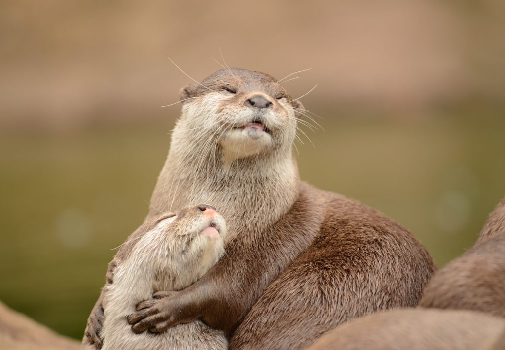 カワウソがかかりやすい病気