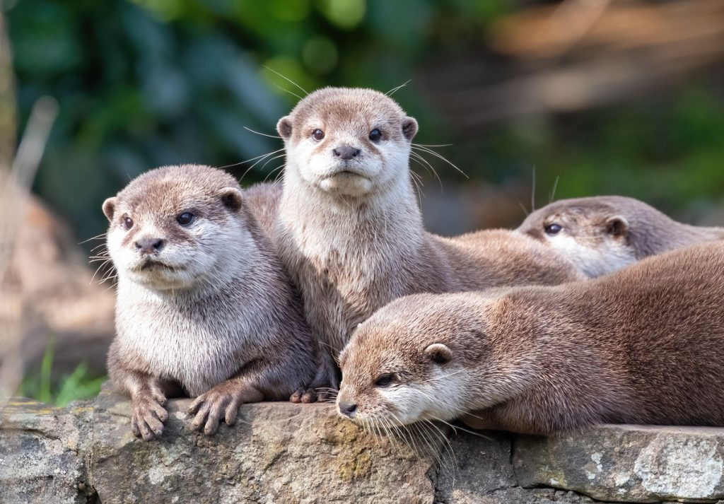 カワウソは寄生虫に奇生されやすい？