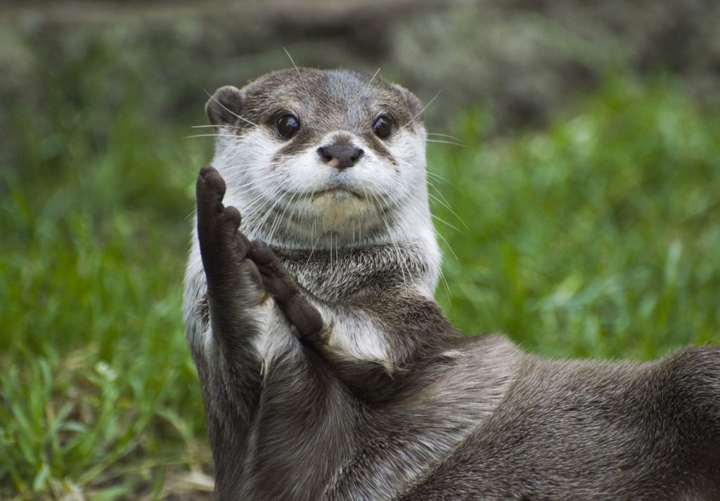 カワウソはどんな動物？