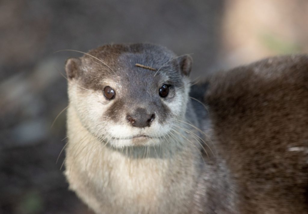 カワウソを飼う際の注意点