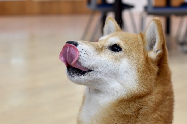 犬の顔舐めには注意が必要