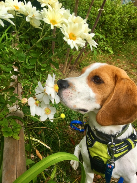 老犬におすすめのハーネスの種類