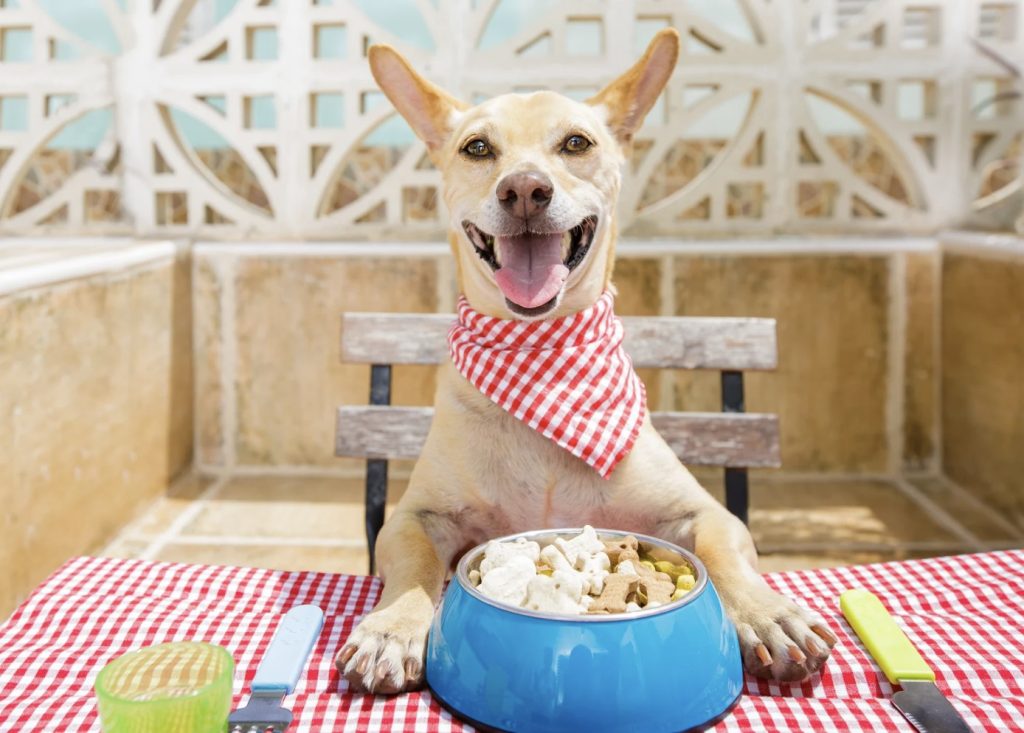 シニア犬がご飯を食べなくなったら