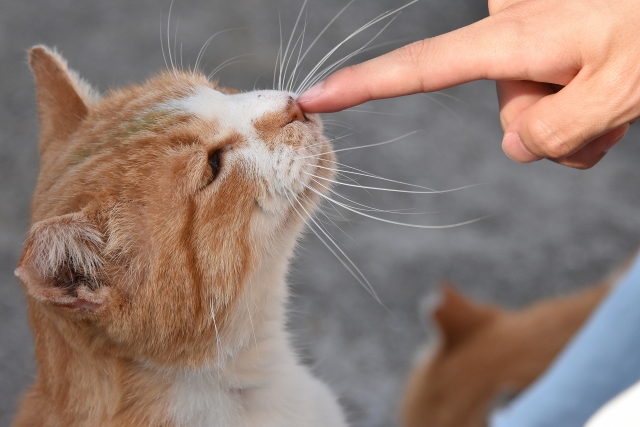 猫は体中で感情を表現する動物