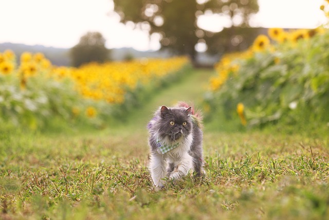 ペルシャ猫を火葬する流れ