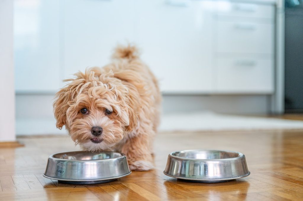 室温が合っていないときに犬が出すサイン