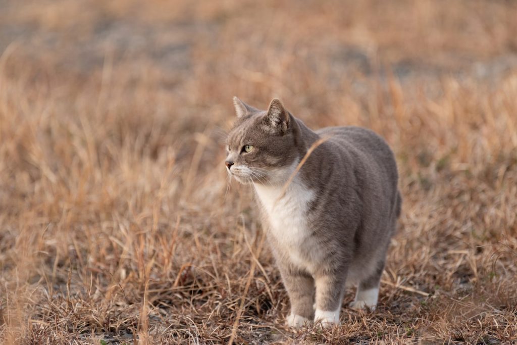 猫草は必ず与えないといけない？