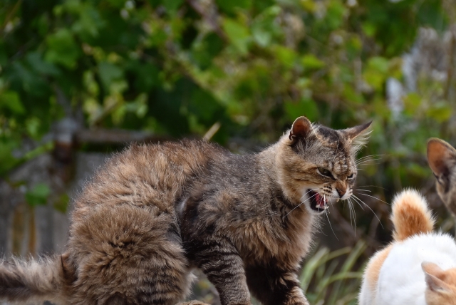 猫を多頭飼いする時の注意点