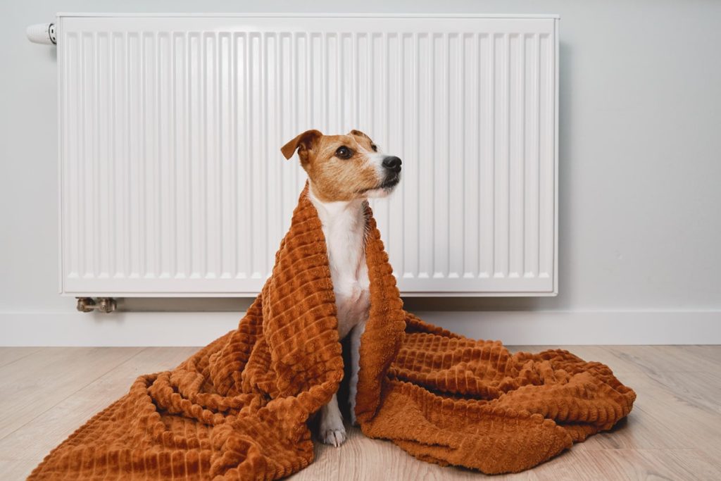 冬に気をつけたい寒さに弱い犬