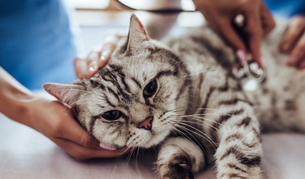 猫に草を与えるときの注意点