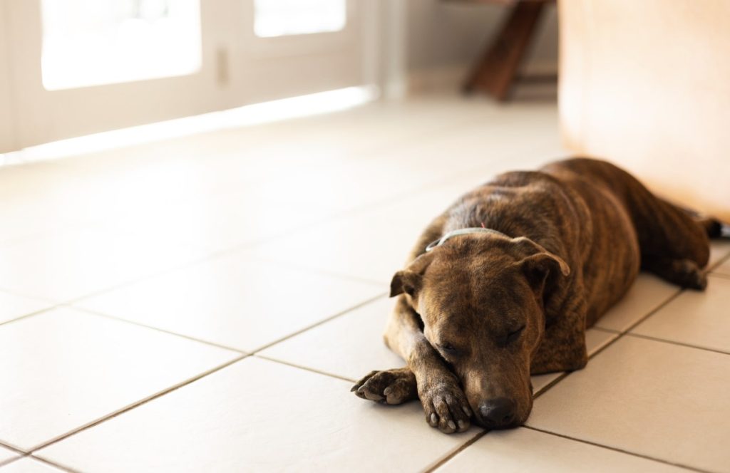 愛犬がフローリングで滑らないための対策方法