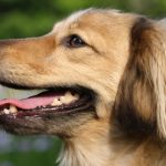 愛犬が顔を舐めるのはなぜ？行動の理由や対処法をご紹介