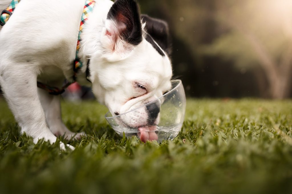 夏に気をつけたい暑さに弱い犬