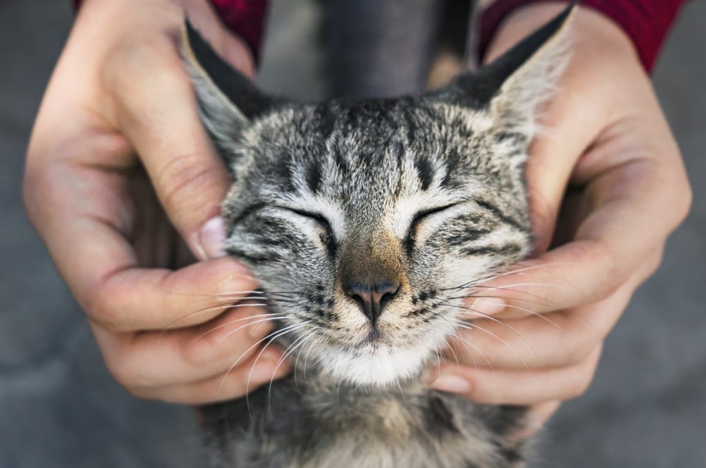 猫草を食べることで期待できる効果