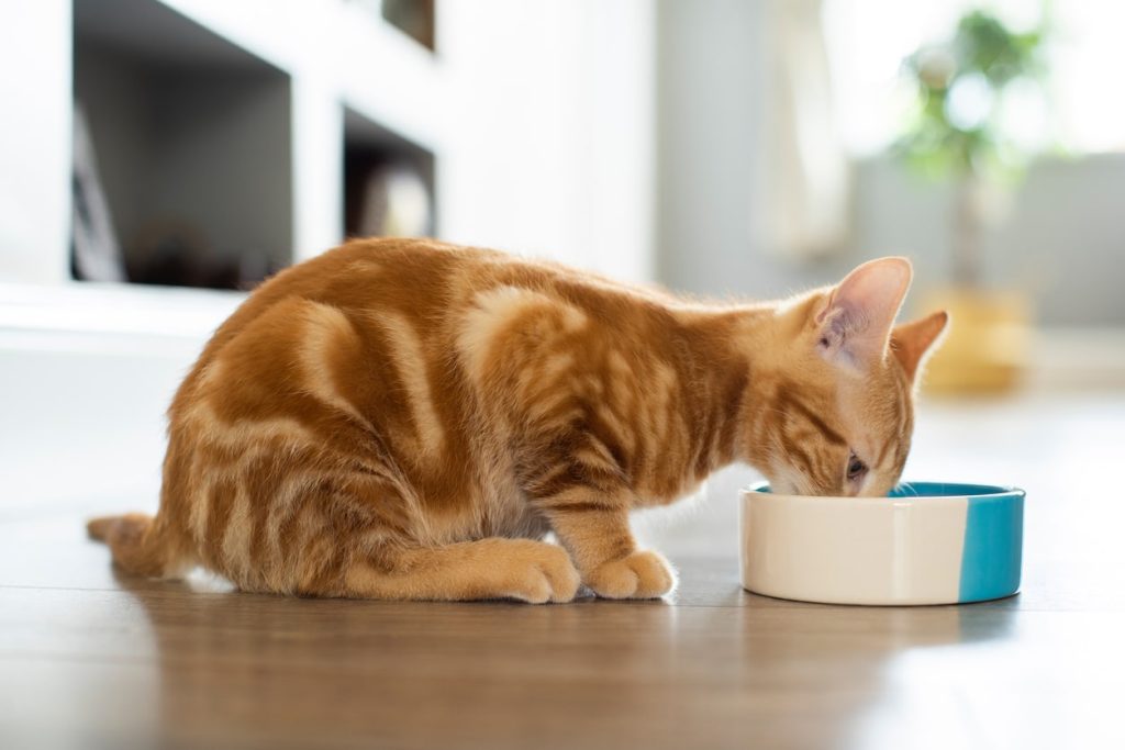 猫が草を食べる理由