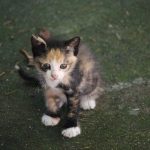 猫が毛玉を吐くのは普通？吐く原因や病気の可能性を徹底解説