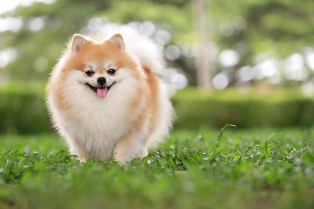 小型犬や老犬は寒さに敏感