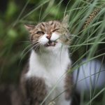 猫が草を食べる理由は？原因と注意点についても徹底解説