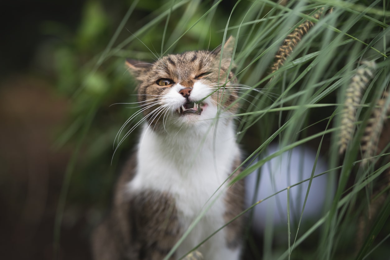 猫が草を食べる理由は？原因と注意点についても徹底解説