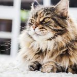 ペルシャ猫の火葬プランを紹介！ペットの葬儀に必要な料金や埋葬地を知っておこう