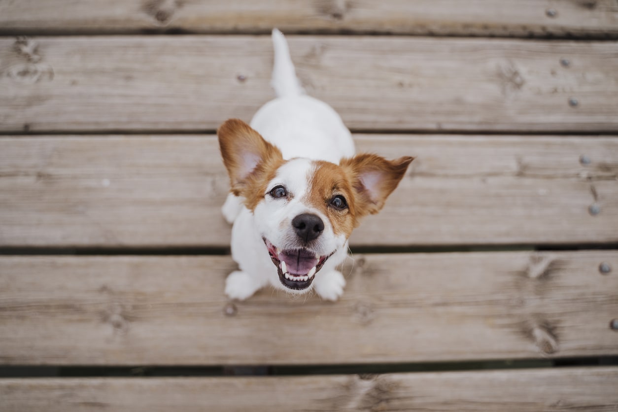 犬に最適な室温は何度？愛犬が快適に過ごせる温度を保つポイントを解説
