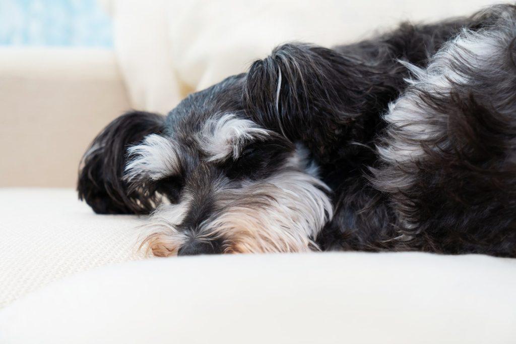 犬が歩けなくなった理由とは？