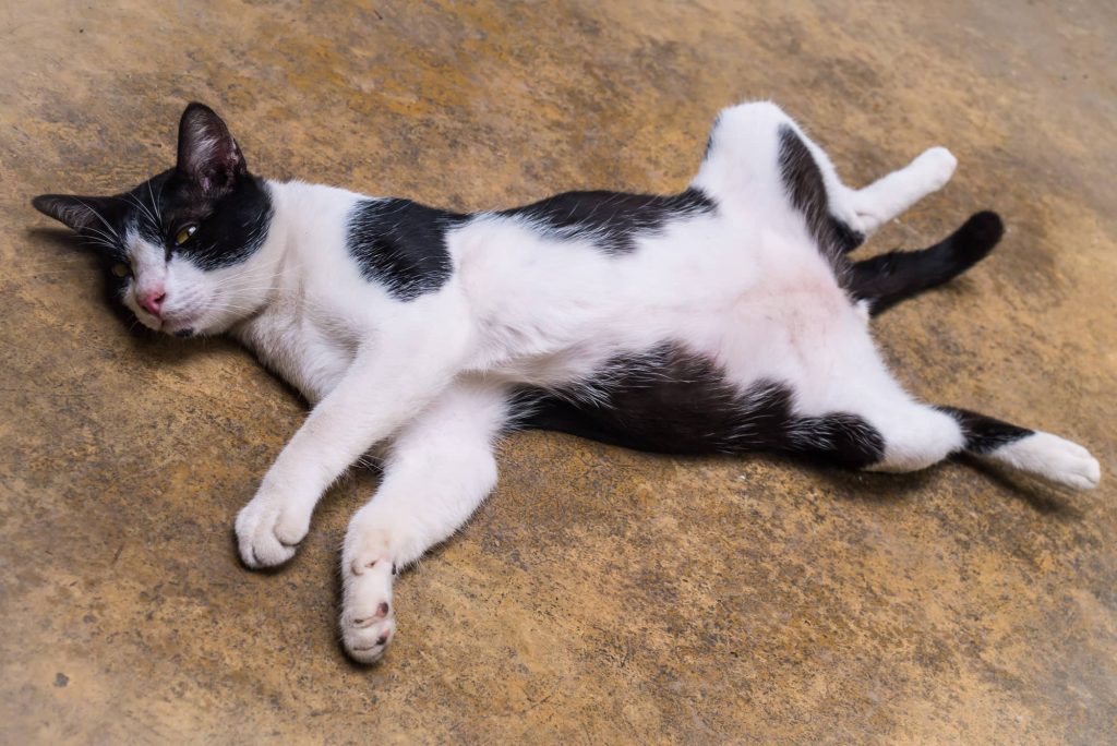 【病気別】猫がかかる病気の初期症状