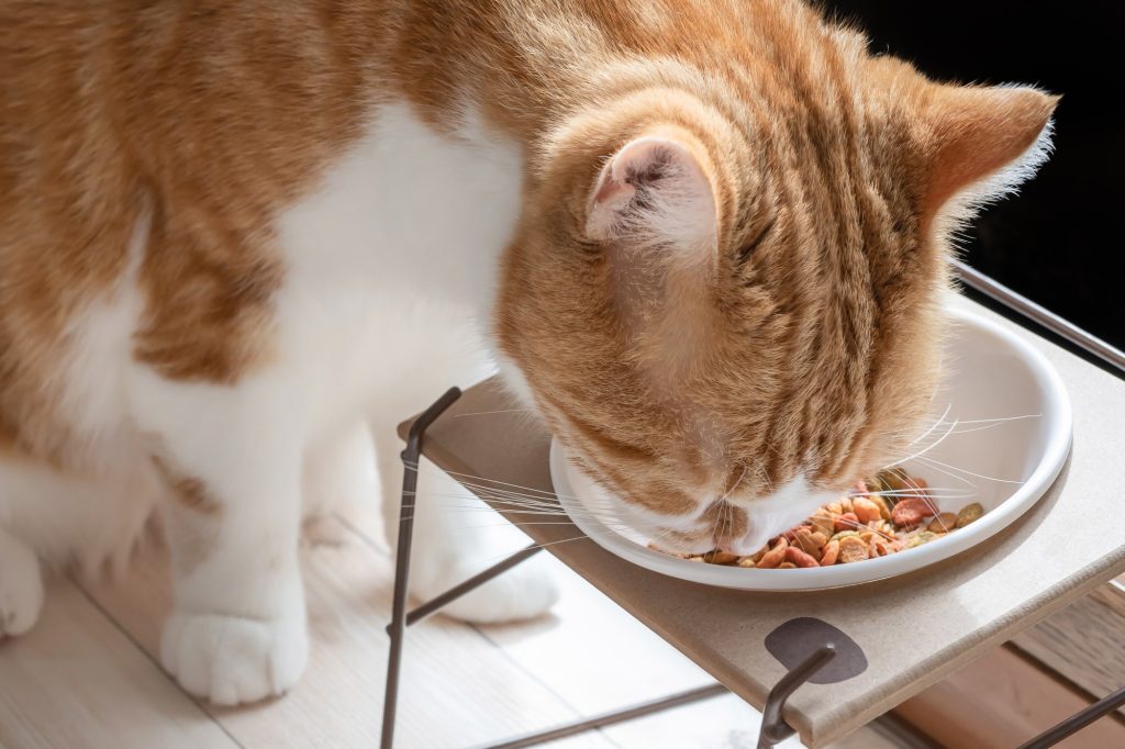 猫が病気で痩せる場合は「食欲」に注意！