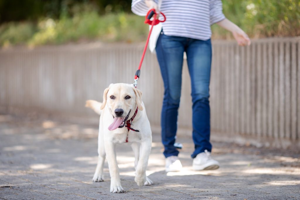 犬が歩けなくなるのを防ぐためにやっておきたいこと