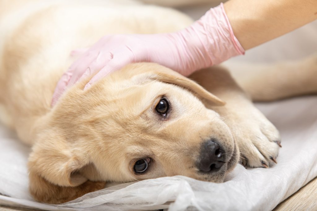 犬がガンになったときの症状