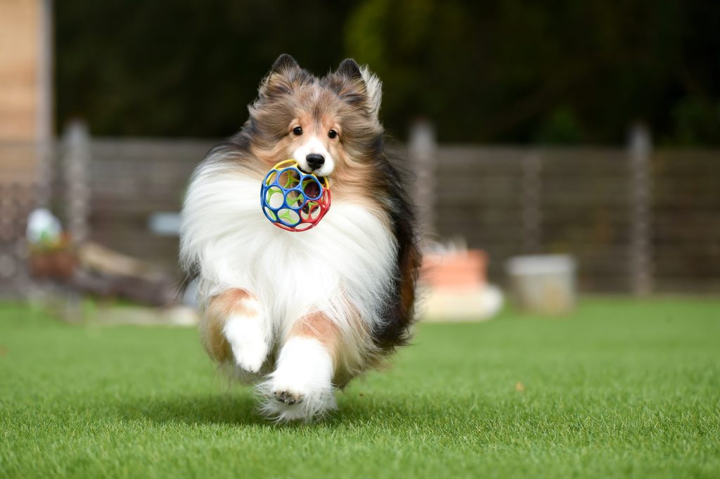 犬に長生きしてもらうためにやっておきたいこと