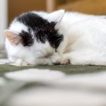 【獣医師監修】猫が痩せる原因とは？食欲の有無でわかる病気と老齢猫のケア方法