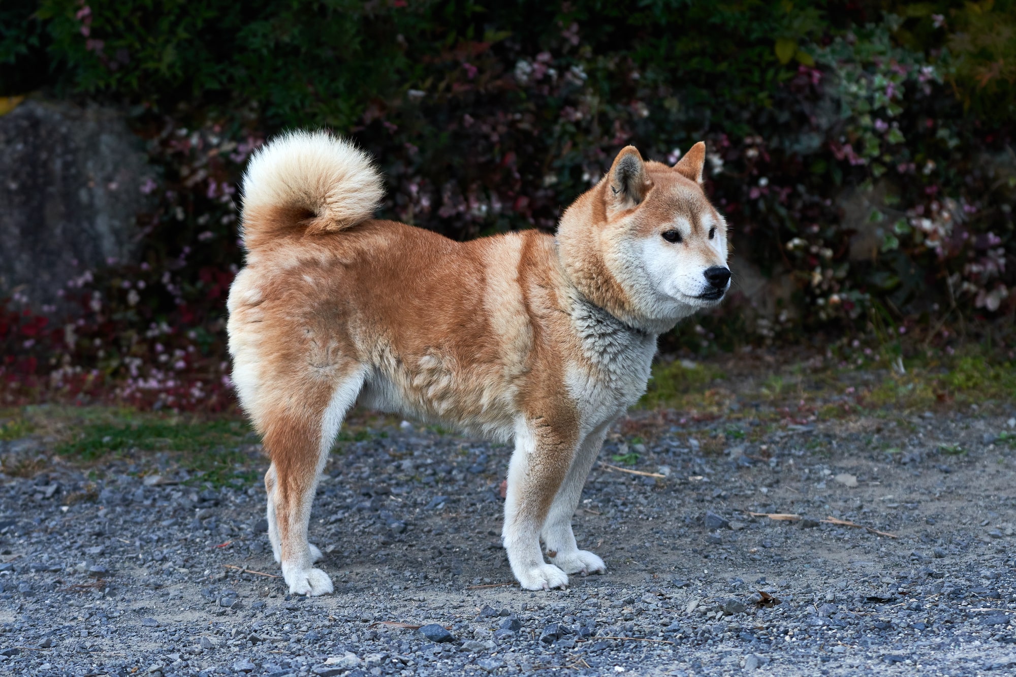 【獣医師監修】犬が歩けなくなった理由と歩けなくなった際の対処法