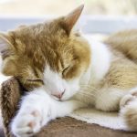 【獣医師監修】猫の死因となる病気とは？知っておきたい初期症状と病気の防ぎ方
