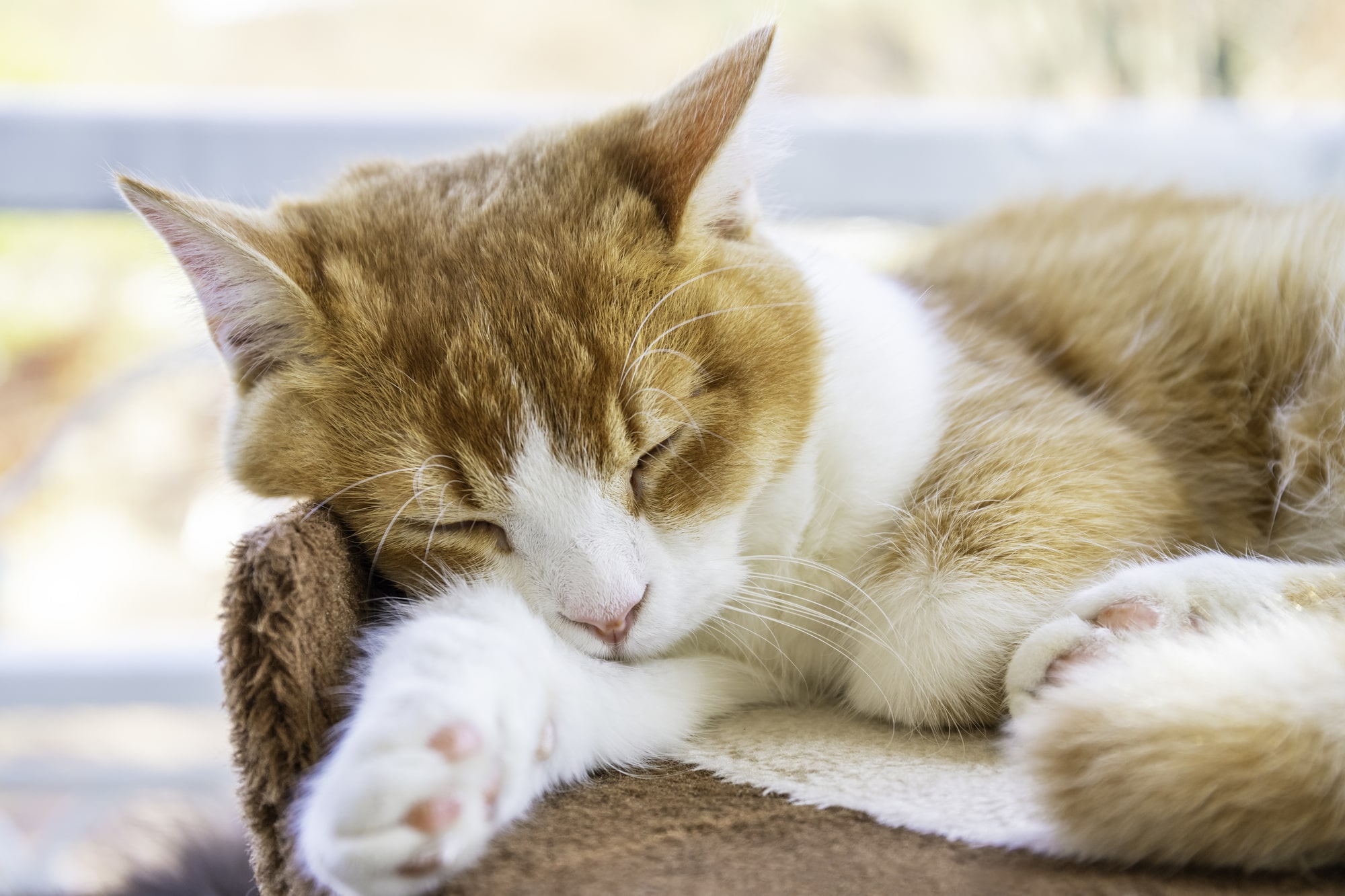 【獣医師監修】猫の死因となる病気とは？知っておきたい初期症状と病気の防ぎ方