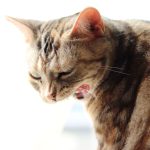 【獣医師監修】老猫が吐いてしまった！吐く原因や考えられる病気とは？