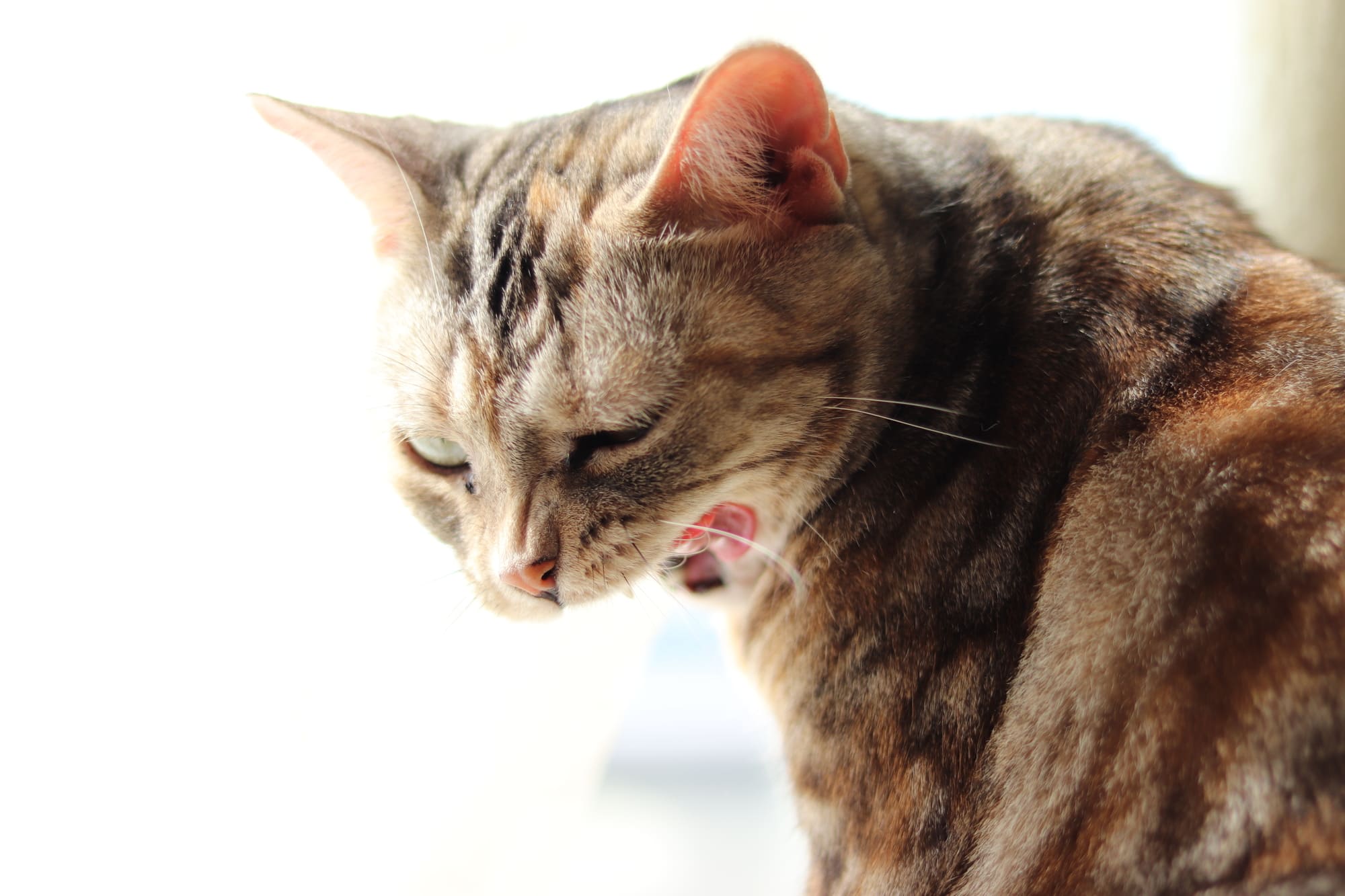 【獣医師監修】老猫が吐いてしまった！吐く原因や考えられる病気とは？