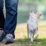 保護犬のしつけは難しい？難易度やしつけ時のポイント