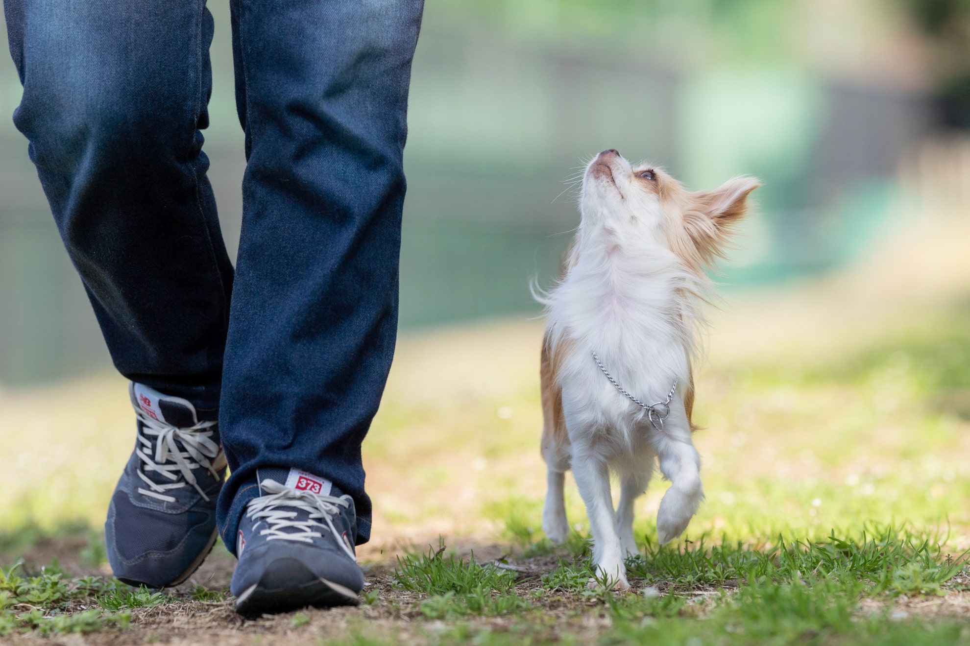 保護犬のしつけは難しい？難易度やしつけ時のポイント