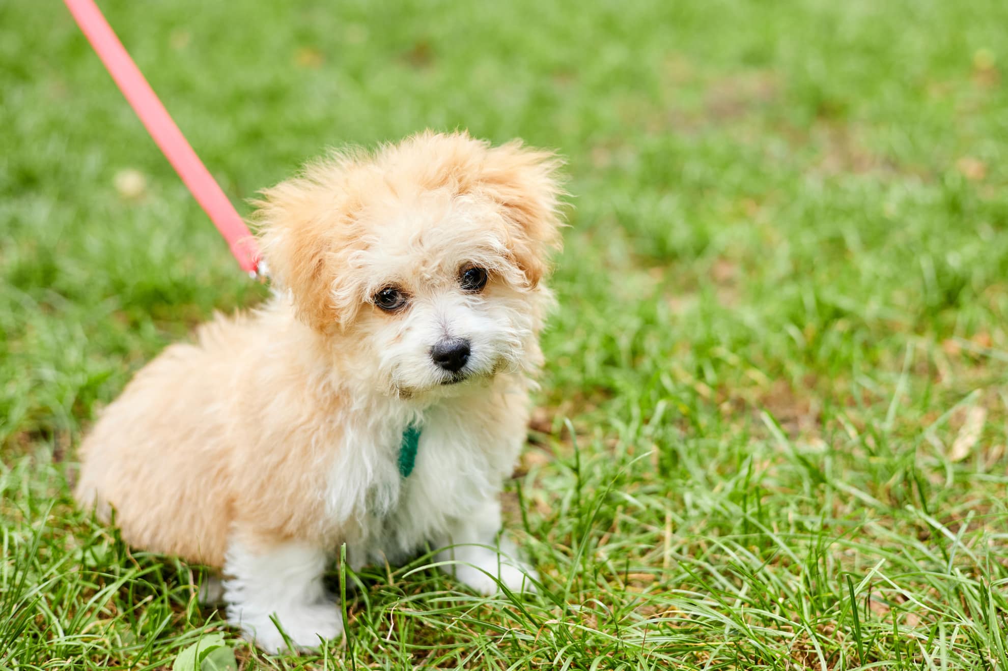 老犬と子犬を一緒に飼ってもいい？どちらも幸せに暮らすために気を付けること