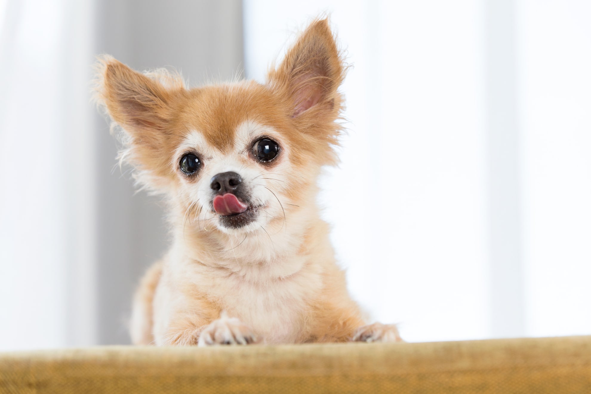 老犬とのおすすめの遊び方は？遊びがもたらす効果や注意点