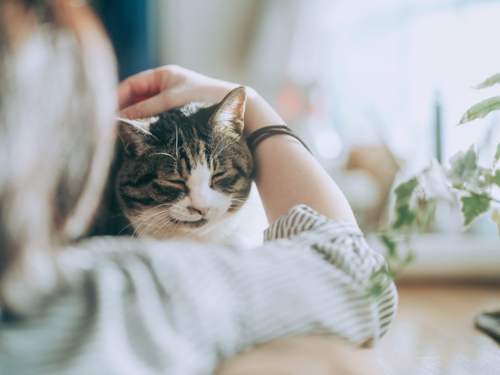 猫が飼い主と寝るのはどのようなとき？