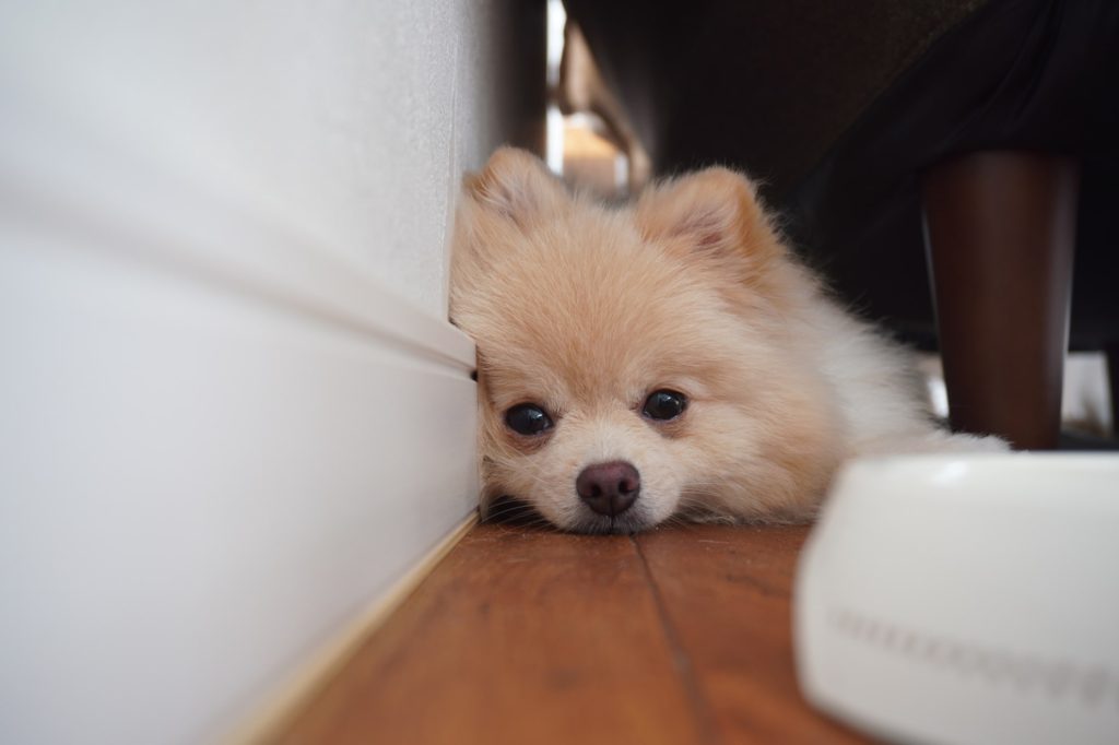 保護犬の性格の特徴としつけの難易度