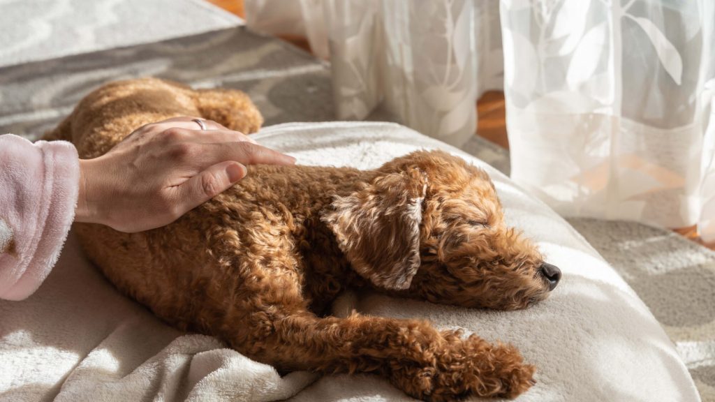 遊びが老犬に与える3つの効果