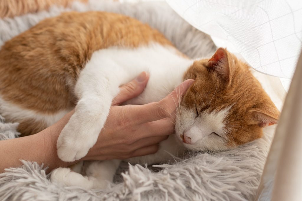 猫が一緒に寝てくれない場合のおすすめ解決方法