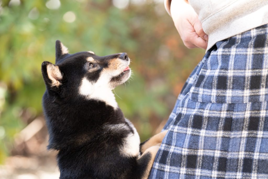 保護犬のしつけを行う際の3つのポイント