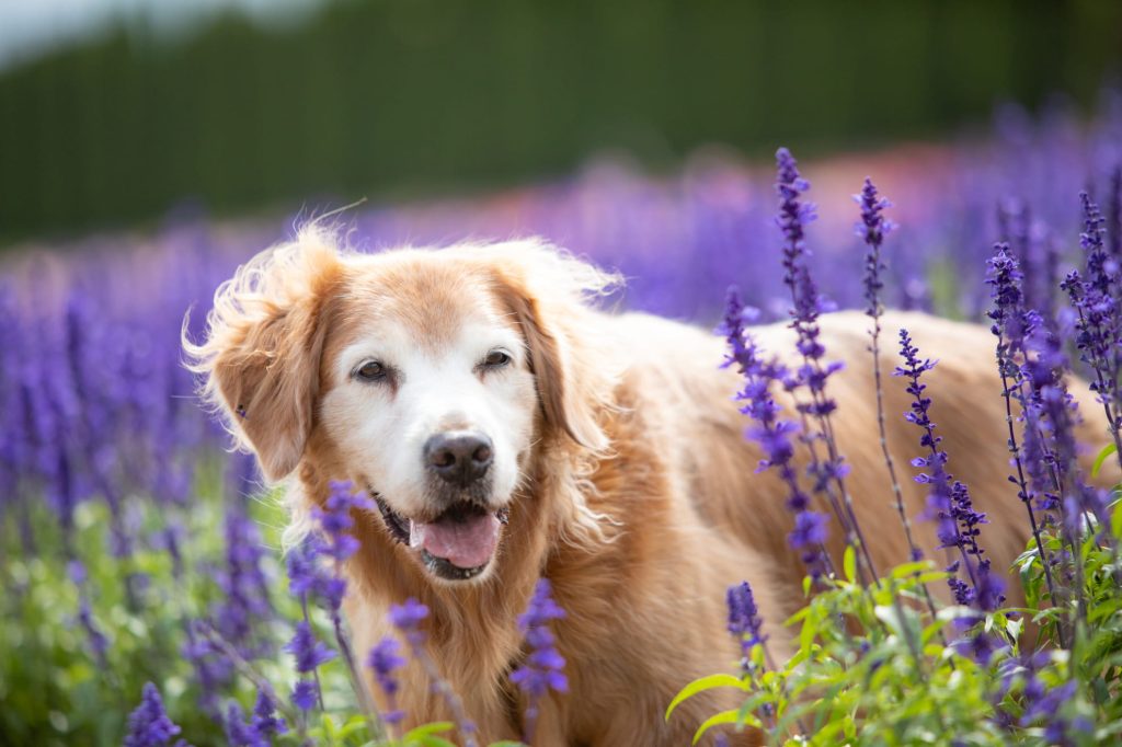 老犬と子犬、両方が幸せに暮らすために気を付けたいこと