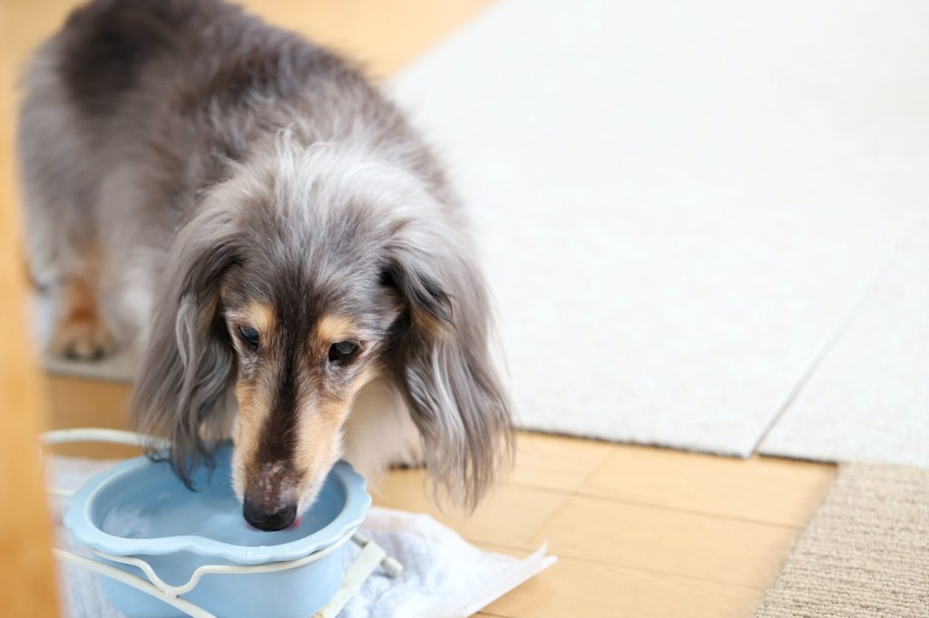 老犬と遊ぶ際の注意点