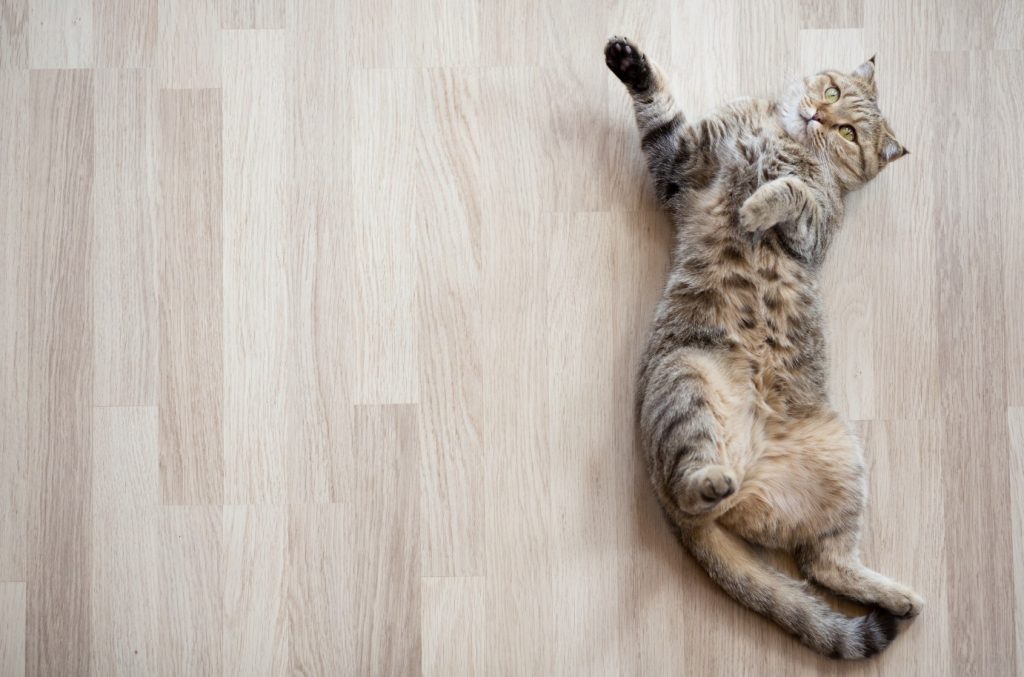 猫とフローリングが合わなければ、床材を変えるのも手段