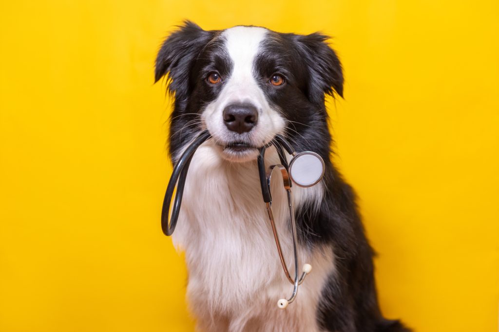 犬がかかりやすい病気